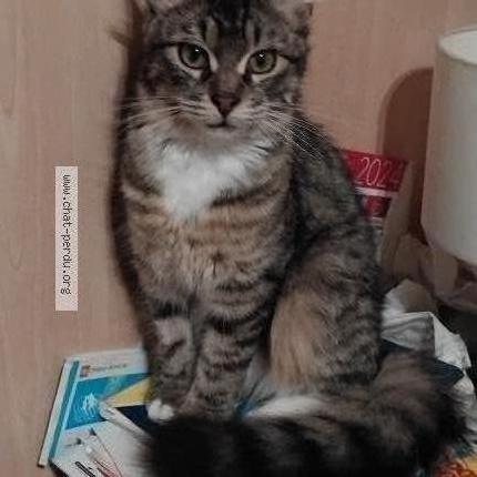 Foto 1/1 chipie Chat perdido en Gap