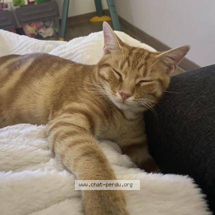 Foto 1/1 Paddington Chat perdido en Saint symphorien