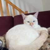 Foto del gato perdido en Longeves