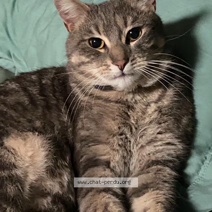 Foto 1/1 Gasper Chat perdido en Segonzac