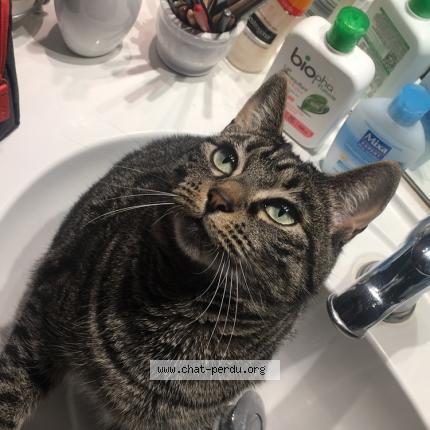 Foto 1/1 Cleo Chat perdido en Chateauneuf dille et vilaine