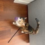 Foto del gato perdido en Houlgate