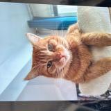 Foto del gato perdido en St Vinnemer