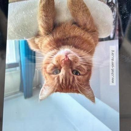 Foto 1/1 Caramel Chat perdido en St vinnemer