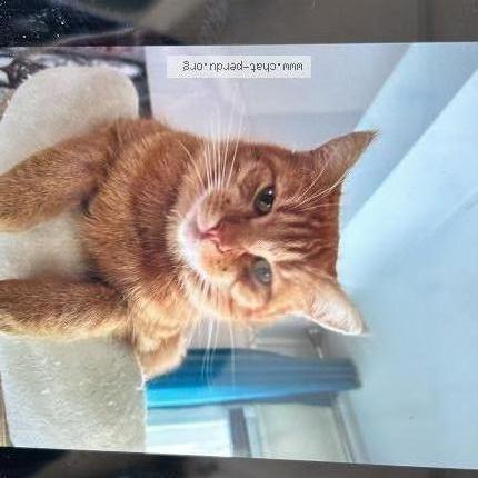 Foto 1/1 Caramel Chat perdido en St vinnemer