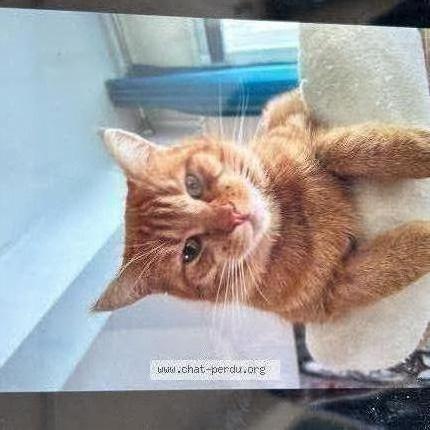 Foto 1/1 Caramel Chat perdido en St vinnemer