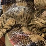 Foto de gato encontrado en Vaillac