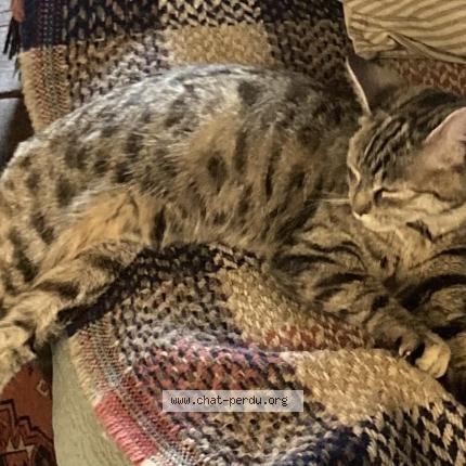 Foto 1/1 Gato encontrado Encontrado en Vaillac