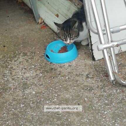 Foto 1/1 frizet Chat perdido en Sauveterre du gard