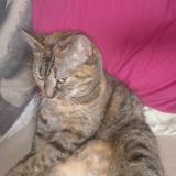 Foto del gato perdido en Penmarch