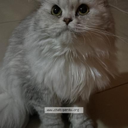 Foto 1/1 Pamuk Chat perdido en Hensies