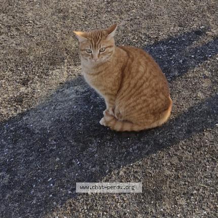 Foto 1/1 Simba Chat perdido en Dreffeac