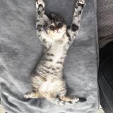 Foto del gato perdido en Coex