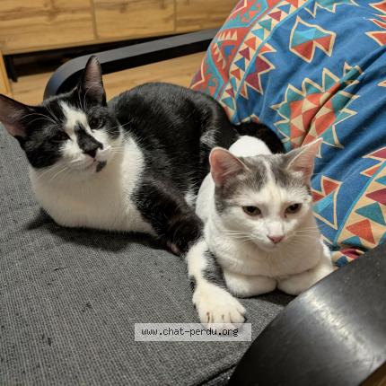 Foto 1/1 RenjiEtRukia Chat perdido en Begles