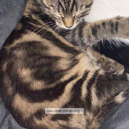 Foto 1/1 Popome Chat perdido en Laon