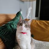 Foto del gato perdido en Rouen