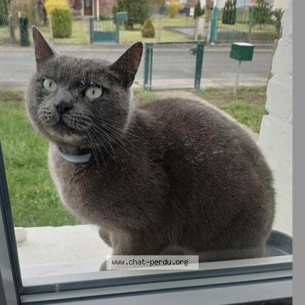 Foto 1/2 Gato encontrado Encontrado en Grenay
