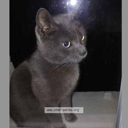 Foto 2/2 Gato encontrado Encontrado en Grenay