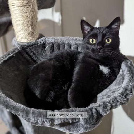 Foto 1/1 Sacha dit &laquo;&nbsp;Sassou&nbsp;&raquo; Chat perdido en La ricamarie