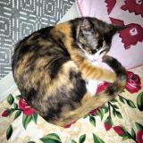 Foto del gato perdido en Shikarpur