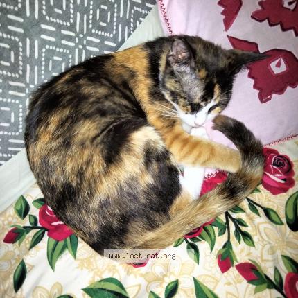 Foto 1/1 Coco Chat perdido en Shikarpur