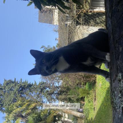 Foto 1/1 Wolverine Chat perdido en Rennes