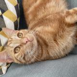 Foto del gato perdido en La Varenne