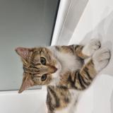 Foto de gato encontrado en Roubaix