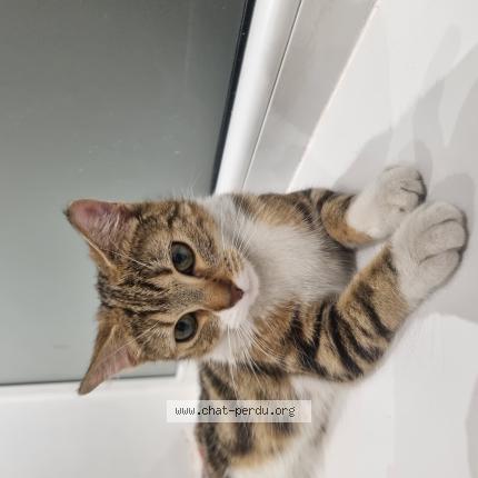 Foto 1/1 Gato encontrado Encontrado en Roubaix