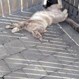 Foto del gato perdido en Escaudoeuvres