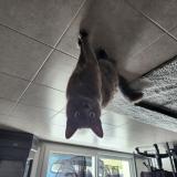 Foto del gato perdido en Crossac