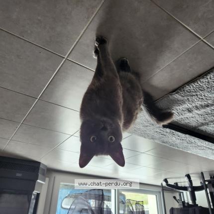 Foto 1/1 Zazou Chat perdido en Crossac