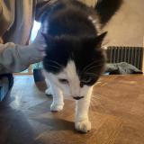 Foto de gato encontrado en Brest