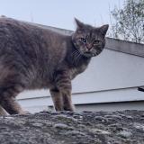 Foto de gato encontrado en Melun