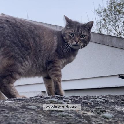 Foto 1/1 Gato encontrado Encontrado en Melun