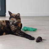 Foto del gato perdido en Riom