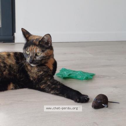 Foto 1/1 Lilou Chat perdido en Riom