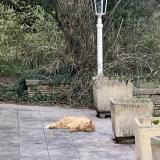 Foto de gato encontrado en Saint Hippolyte Du Fort