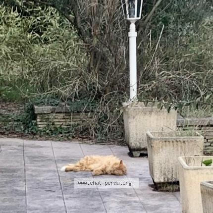 Foto 1/1 Gato encontrado Encontrado en Saint hippolyte du fort