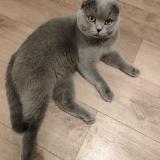 Foto del gato perdido en Colombes