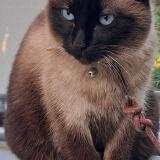 Foto del gato perdido en Saint Ay