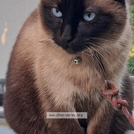 Foto 1/1 Pistache Chat perdido en Saint ay