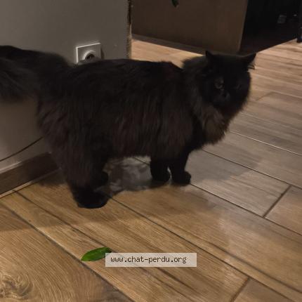 Foto 1/1 Cacahuète Chat perdido en Saint chamond