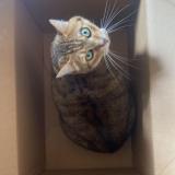 Foto del gato perdido en Lausanne