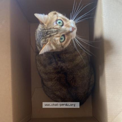 Foto 1/1 Gaston Chat perdido en Lausanne