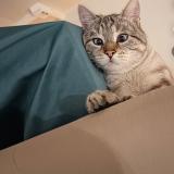 Foto del gato perdido en Saint Genis Laval Le