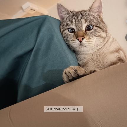 Foto 1/1 Toutou Chat perdido en Saint genis laval le