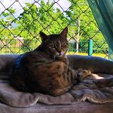 Foto del gato perdido en Rives