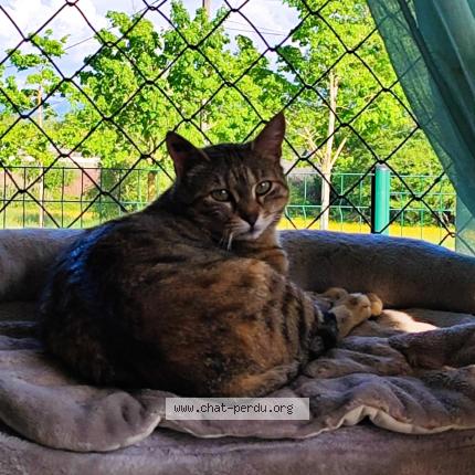 Foto 1/1 Ketine Chat perdido en Rives