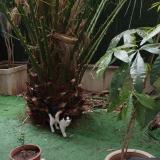 Foto de gato encontrado en Nice